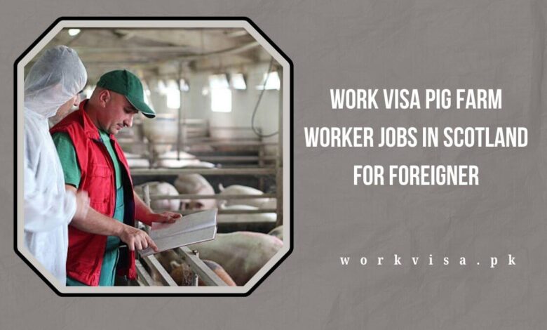 Work Visa Pig Farm Worker jobs in Scotland for Foreigner
