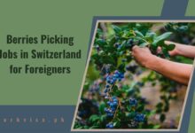 Berries Picking Jobs in Switzerland for Foreigners