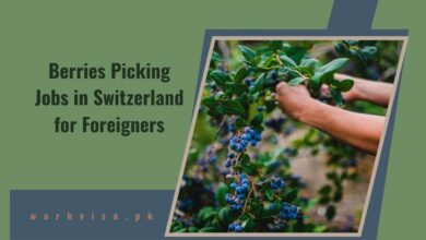 Berries Picking Jobs in Switzerland for Foreigners