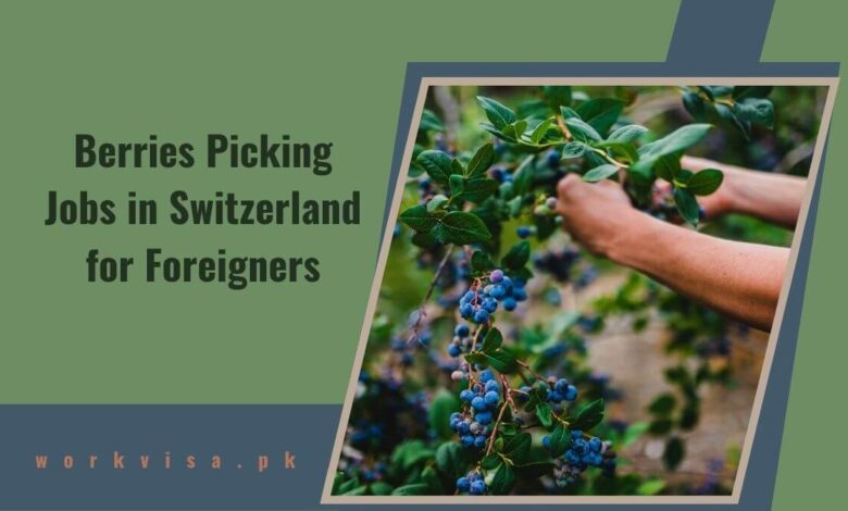 Berries Picking Jobs in Switzerland for Foreigners