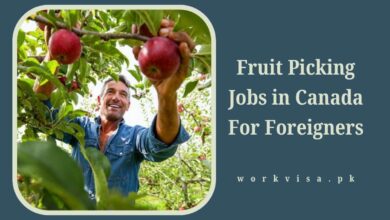 Fruit Picking Jobs in Canada For Foreigners