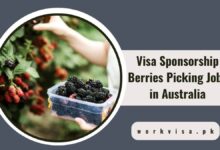 Visa Sponsorship Berries Picking Jobs in Australia