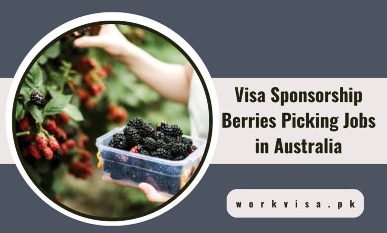 Visa Sponsorship Berries Picking Jobs in Australia
