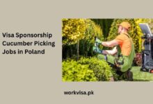 Visa Sponsorship Cucumber Picking Jobs in Poland